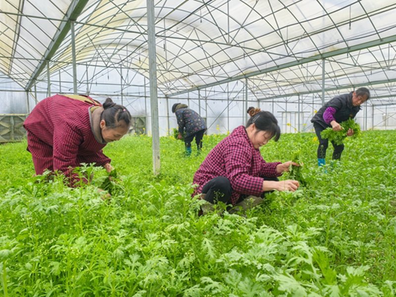 时令蔬菜水果：如何选择与搭配